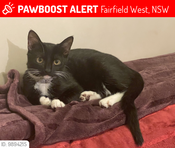 Lost Female Cat last seen Musgrave Crescent , Fairfield West, NSW 2165