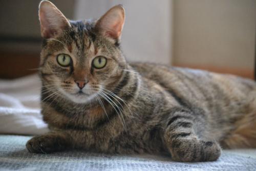 Lost Female Cat last seen 9th Avenue, Albertina Sisulu road, Roodepoort, GP 