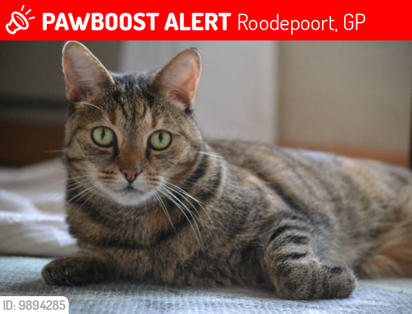Lost Female Cat last seen 9th Avenue, Albertina Sisulu road, Roodepoort, GP 