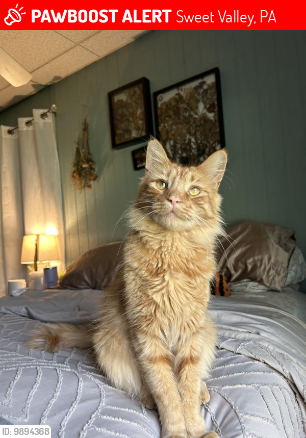 Lost Male Cat last seen North lake , Sweet Valley, PA 18656