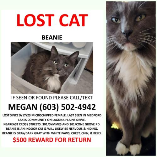 Lost Female Cat last seen Medford Lakes Community. Cross street Cone Grove/301, Riverview, FL 33578