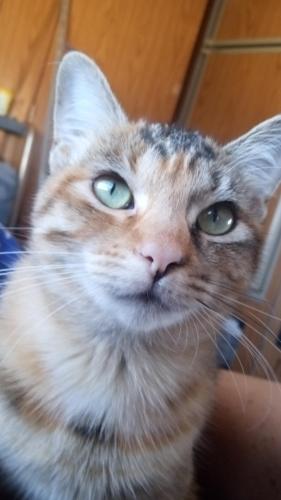 Lost Female Cat last seen Ligurta Rd / Bolsa Rd, Golden Valley, AZ 86413