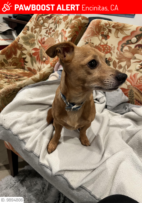 Deceased Male Dog in Encinitas, CA 92024 (ID 69894806) PawBoost