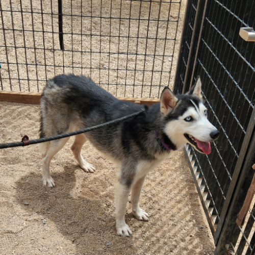 Lost Male Dog last seen 36th and 10th, Tucson, AZ 85713