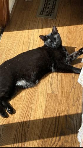 Lost Male Cat last seen Wood Nymph and Rainbow, Lookout Mountain, GA 30750