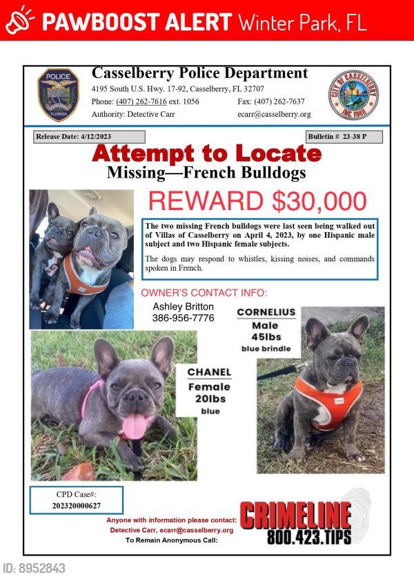 Lost Female Dog last seen Near & Howell Branch Rd, Winter Park, FL 32792