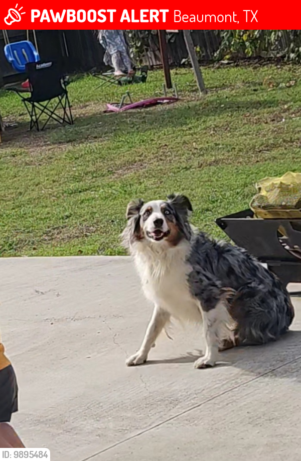 Lost Female Dog last seen Dylan Drive, Beaumont, TX 77707
