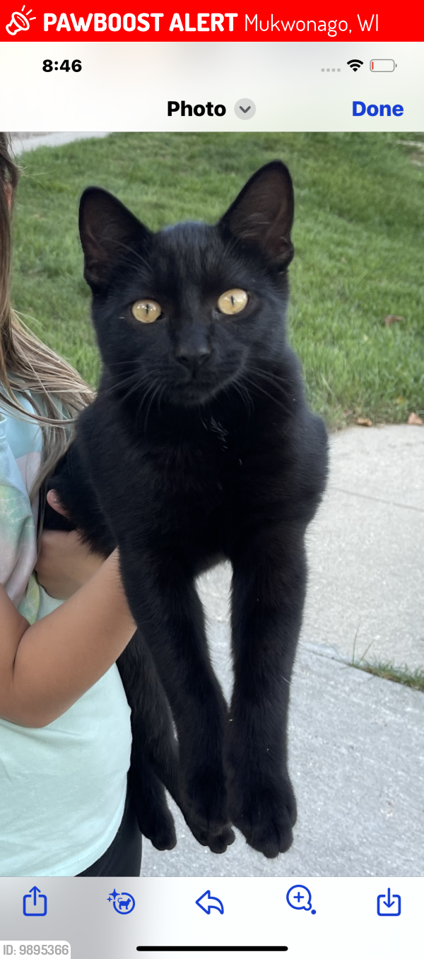 Lost Male Cat last seen Hilo and Edgewood, Mukwonago, WI 53149