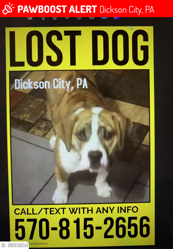 Lost Male Dog last seen E. Lackawanna, son City, Dickson City, PA 18512