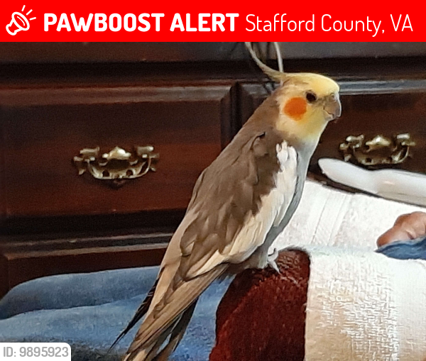 Lost Male Bird last seen End of Hatchers Run near woods towards Confederate Way, Stafford County, VA 22554