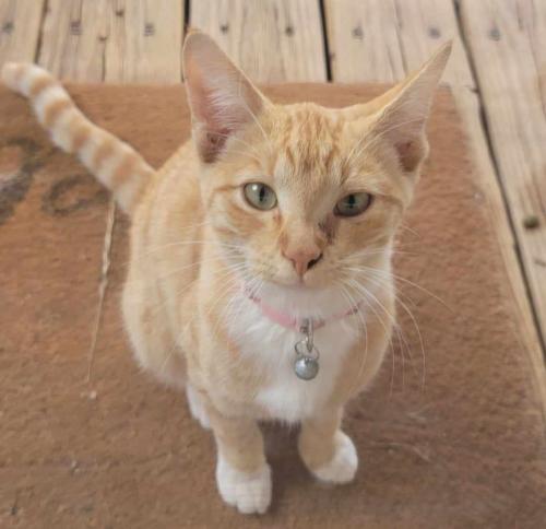 Lost Female Cat last seen N County Rd 1275, Midland, TX 79707