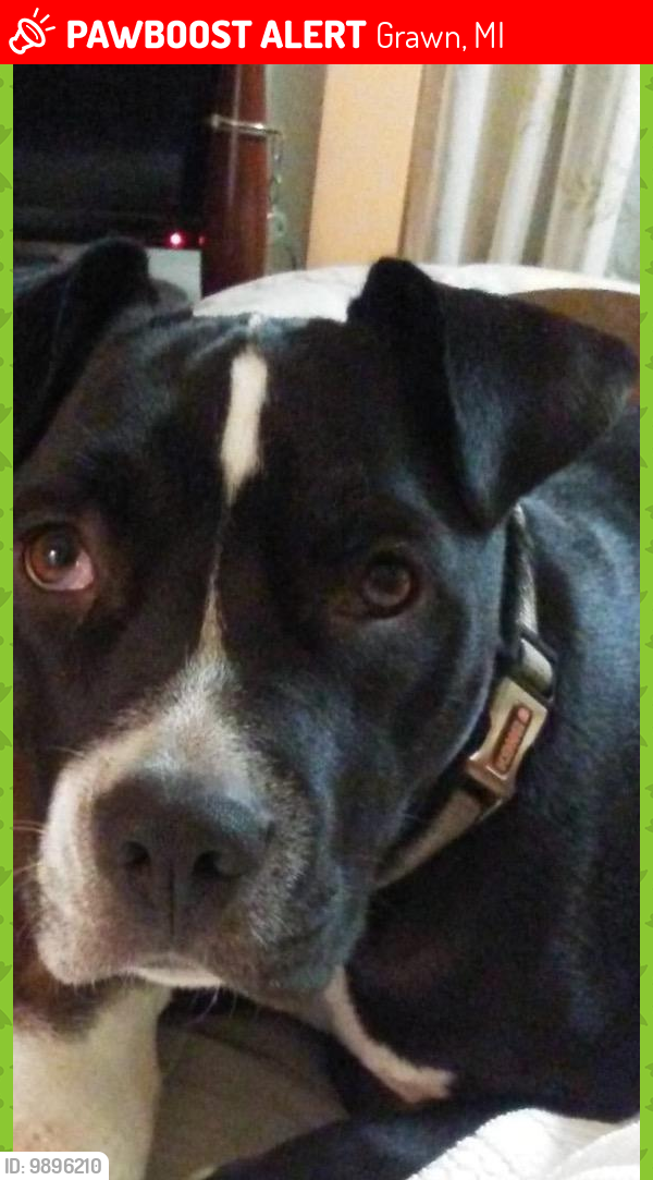 Lost Female Dog last seen Norton Rd. And County Rd 633. hse fire site, Grawn, MI 49637