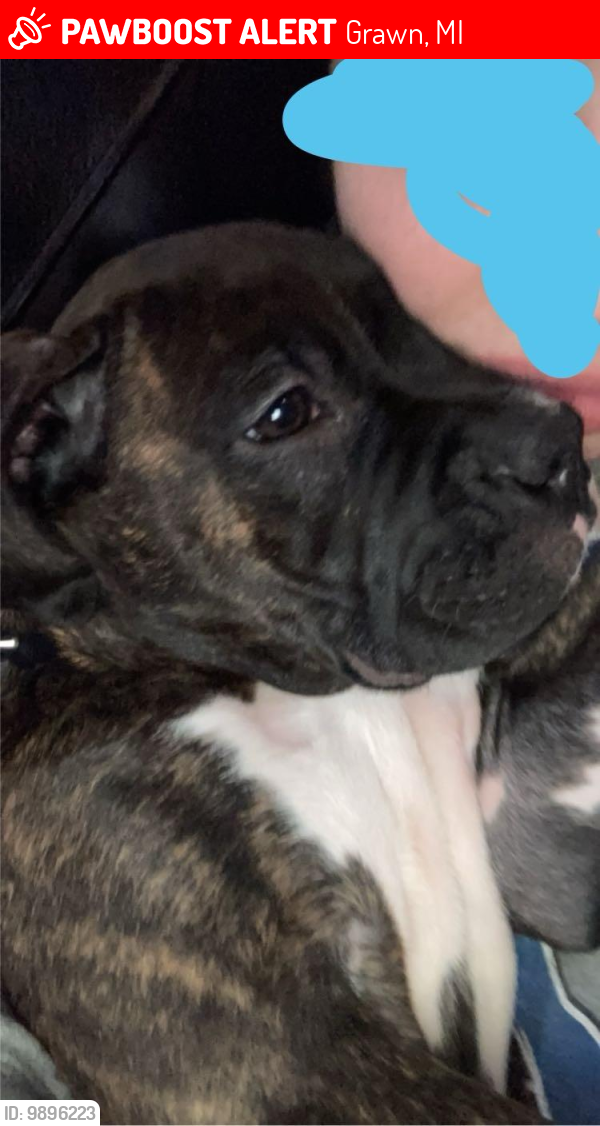 Lost Male Dog last seen Norton Rd and County Rd. 633. hse fire site, Grawn, MI 49637