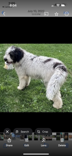 Lost Female Dog last seen 245th St., between Q St. and Harrison, Elkhorn, NE 68022