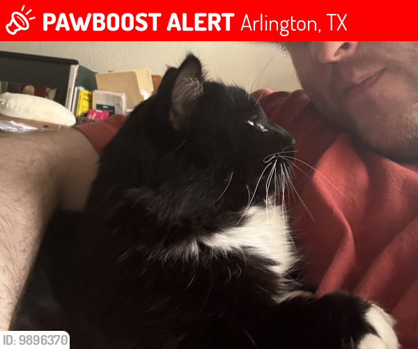Lost Male Cat last seen sublett rd and park springs blvd Near Bowles Junior High, Arlington, TX 76017