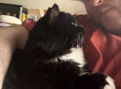 Lost Male Cat last seen sublett rd and park springs blvd Near Bowles Junior High, Arlington, TX 76017