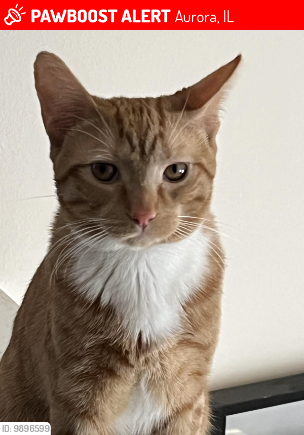 Lost Male Cat last seen Waterford Road and Montgomery Road, Aurora, IL 60505