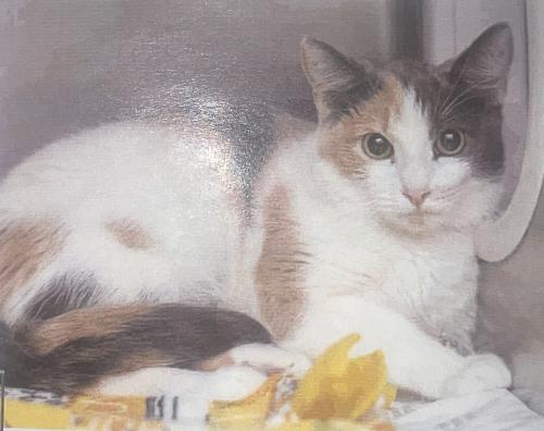 Lost Female Cat last seen Juinper Avenue and Gilbert Road, Gilbert, AZ 85233