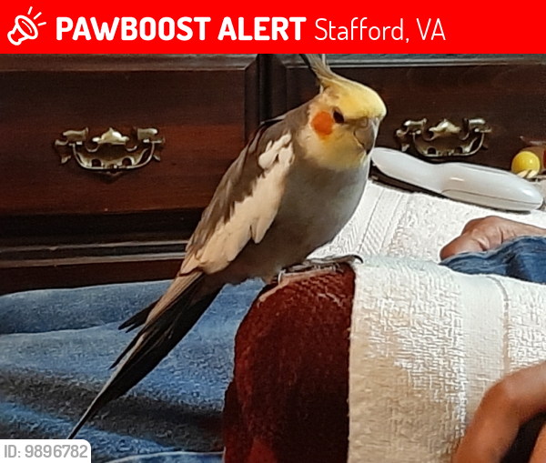 Lost Male Bird last seen Rt 1 and Jason Lane, Stafford, VA 22554