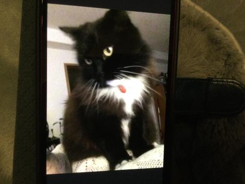 Lost Male Cat last seen Cirone & Theresa, San Jose, CA 95124