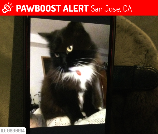 Lost Male Cat last seen Cirone & Theresa, San Jose, CA 95124