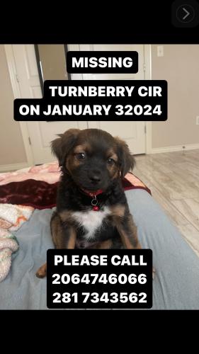 Lost Male Dog last seen Near turnberry cir, Beaumont, TX 77707