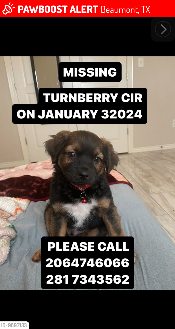 Lost Male Dog last seen Near turnberry cir, Beaumont, TX 77707