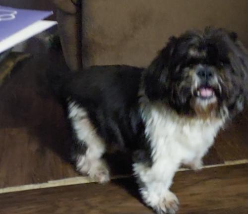 Lost Male Dog last seen Six Lakes subdivision off CR 2610, Cleveland, TX 77327