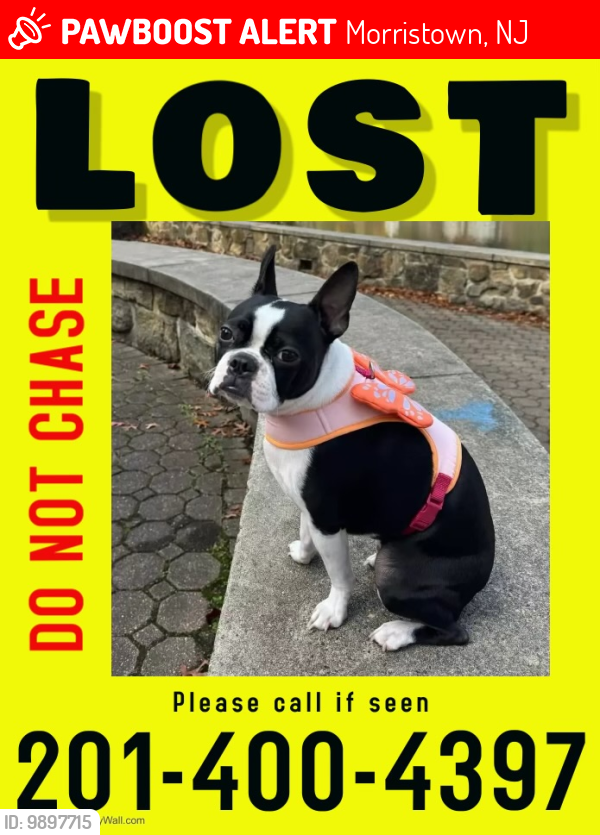 Lost Female Dog last seen BURNHAM PARK, Morristown, NJ 07960