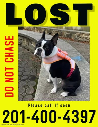 Lost Female Dog last seen BURNHAM PARK, Morristown, NJ 07960