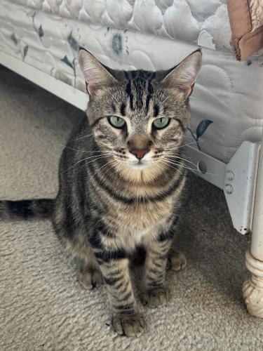 Lost Male Cat last seen Day Creek and Wilson (by DCIS and CVWD facility), Rancho Cucamonga, CA 91739