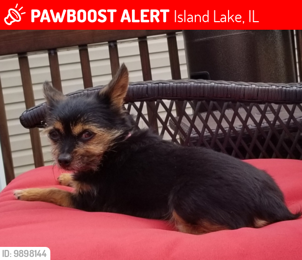 Lost Female Dog last seen Rt 176 and Greenleaf, Island Lake, IL 60042