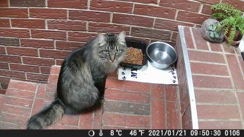 Lost Male Cat last seen Near Cotswold Mall- North Sharon Amity, Charlotte, NC 28211