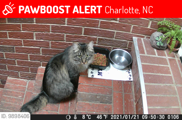 Lost Male Cat last seen Near Cotswold Mall- North Sharon Amity, Charlotte, NC 28211