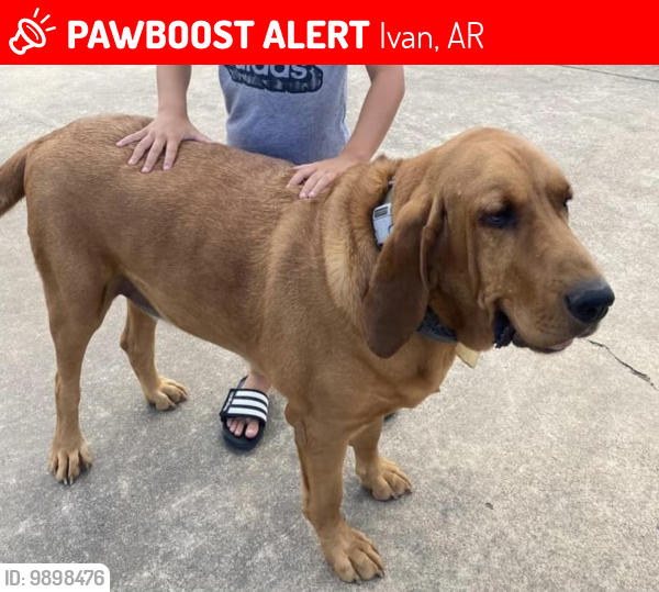 Lost Male Dog last seen HWY 167, Ivan, AR 71748