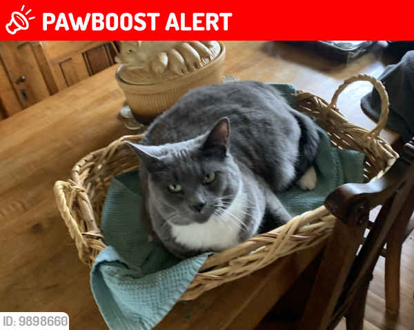 Lost Female Cat last seen Chesterville rd and Rt 841, Franklin Township, PA 19350