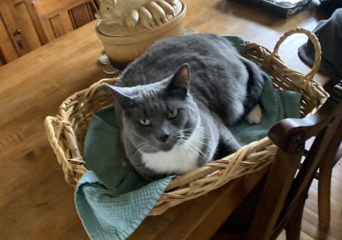 Lost Female Cat last seen Chesterville rd and Rt 841, Franklin Township, PA 19350