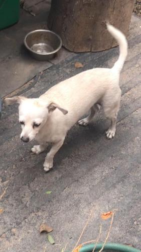 Lost Female Dog last seen Mcoll and 83 , McAllen, TX 78501