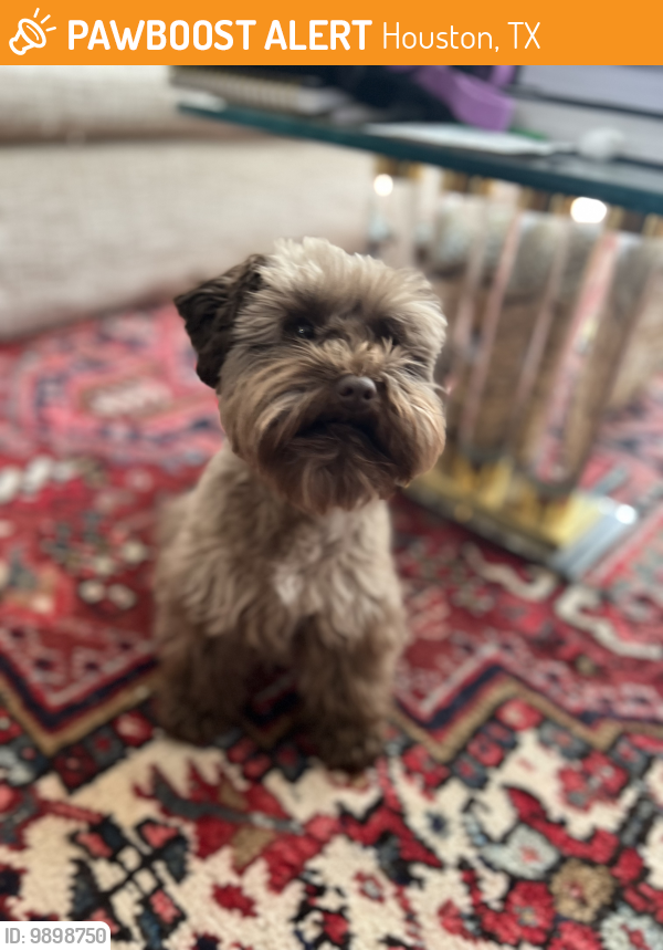 Found/Stray Female Dog last seen EQ Heights, Houston, TX 77008
