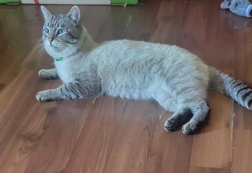 Lost Male Cat last seen 44th st and 8th ave southeast, Calgary, AB T2A 1M2