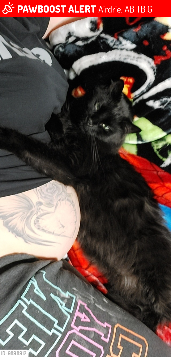 Lost Male Cat last seen Airdrie Alberta , Airdrie, AB T4B 0G6