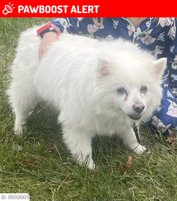 Lost Male Dog last seen Chestershire and laurelwood , North Coventry Township, PA 19465