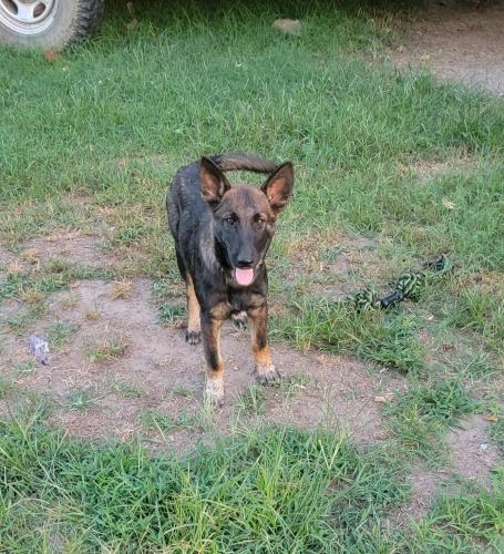 Lost Male Dog last seen S 381st East Ave, and 231st S, Wagoner County, OK 74454