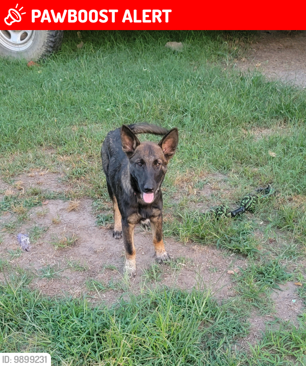 Lost Male Dog last seen S 381st East Ave, and 231st S, Wagoner County, OK 74454