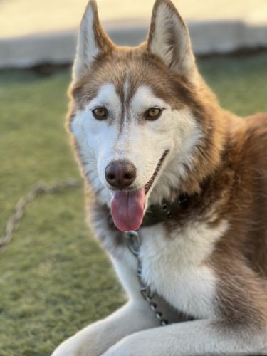 Lost Male Dog last seen Florence and broadway , Los Angeles, CA 90003
