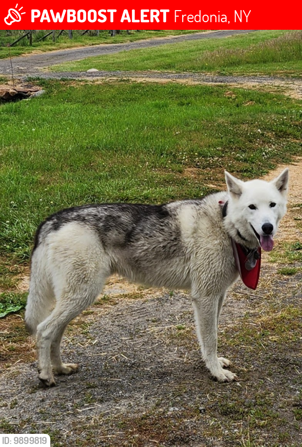 Lost Male Dog last seen Webster Rd & Walden Rd, Fredonia, NY 14063