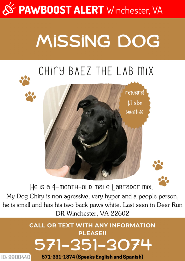 Lost Male Dog last seen Winchester va , Winchester, VA 22601
