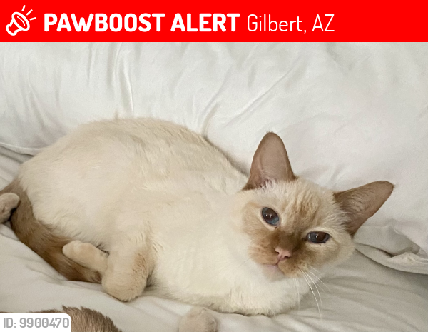 Lost Male Cat last seen Painted Trails apmts , Gilbert, AZ 85295