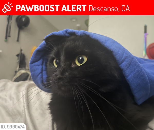 Lost Female Cat last seen Descanso RV area, Descanso, CA 91916