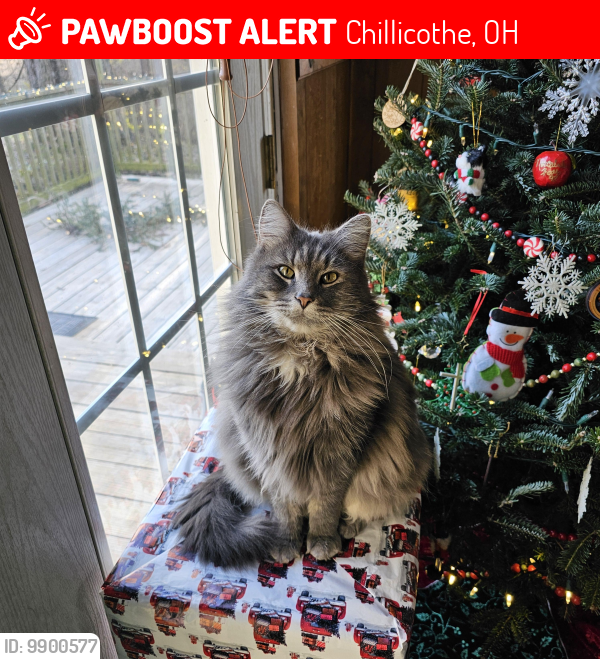 Lost Male Cat last seen Narrows Rd and Charleston Pike, Chillicothe, OH 45601